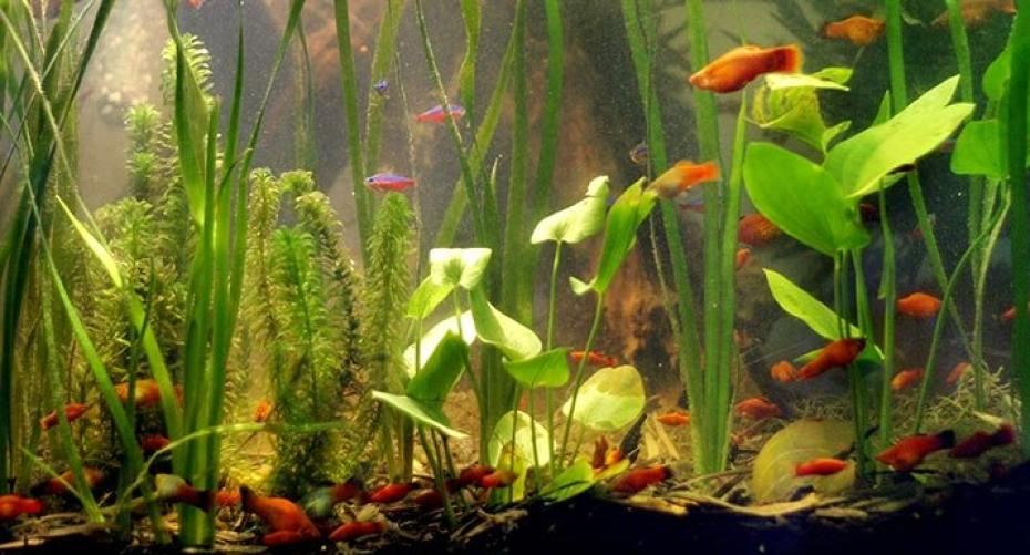 How To Maintain (Look After) My Fish Tank