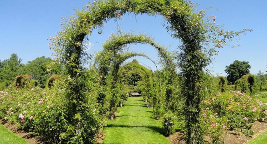 How To Cover An Arch Or Pergola With Scented Climbers