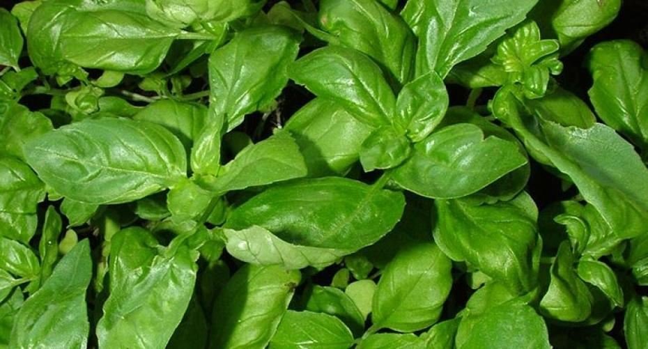 How To Sow Basil Seed Using The Heated Propagator
