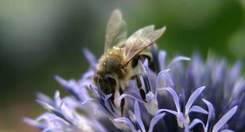 How To Garden For The Bees