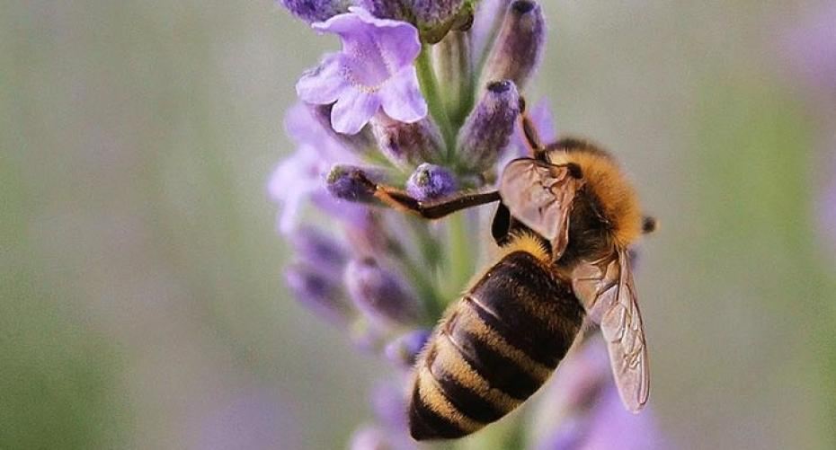 Best Plants For Bees