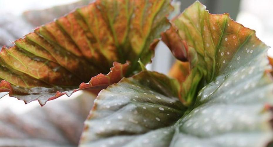 How To Take Cuttings From Begonia Rex
