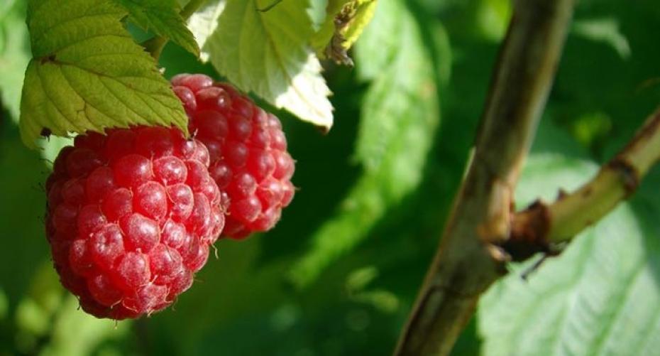 How To Choose Which Raspberries To Grow For The Longest Cropping Season