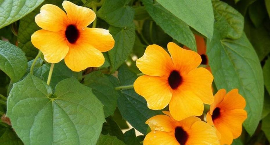 How To Sow Black-Eyed Susan (Thunbergia Alata) Seed