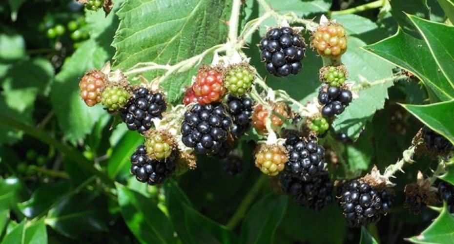 How To Grow Bountiful Blackberries