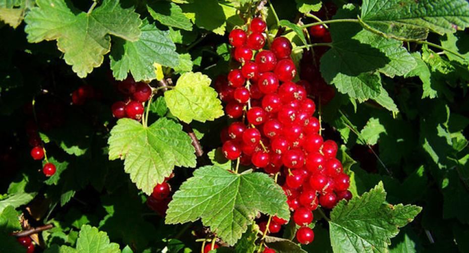 How To Grow Currants; Black, Red And White