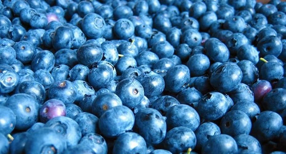 How To Grow Super-Healthy Blueberries