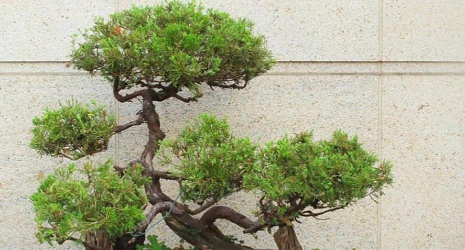 How To Water A Bonsai Tree