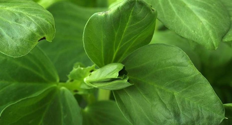 How To Support Growing Broad Beans
