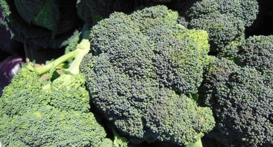 How To Sow Broccoli For A Crop Over Winter