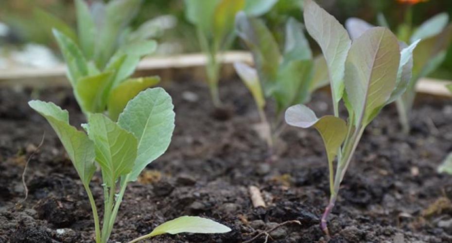 How To Keep The Slugs And Snails Off Your Vegetables