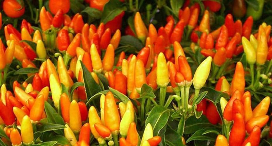 How To Sow Sweet Pepper And Chilli Seed