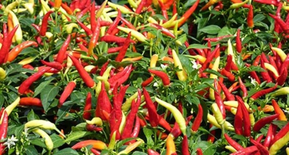 How To Grow Cracking Chillies