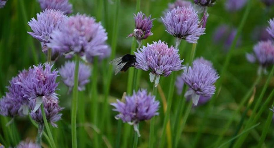 How To Divide A Large Clump Of Chives