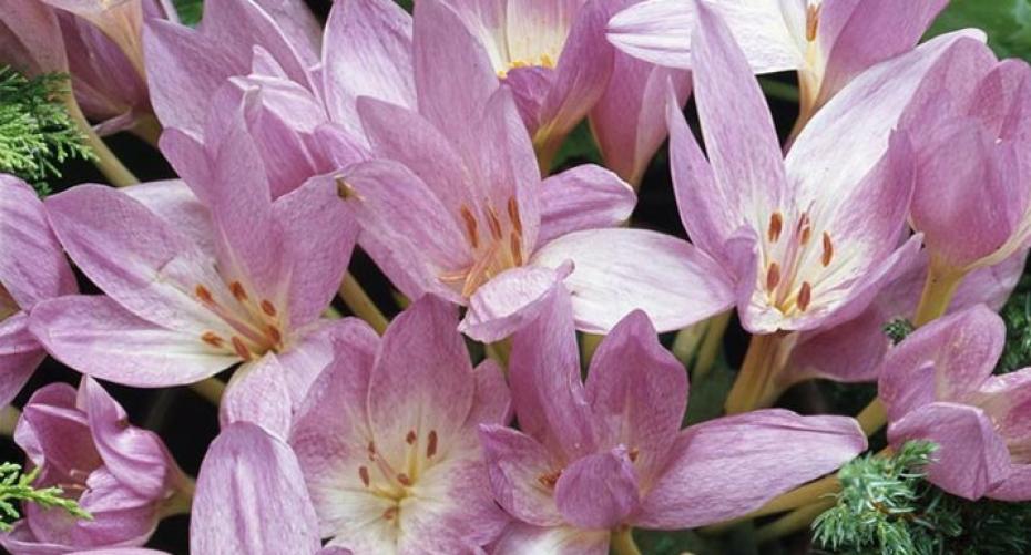 How To Grow Captivating Colchicums