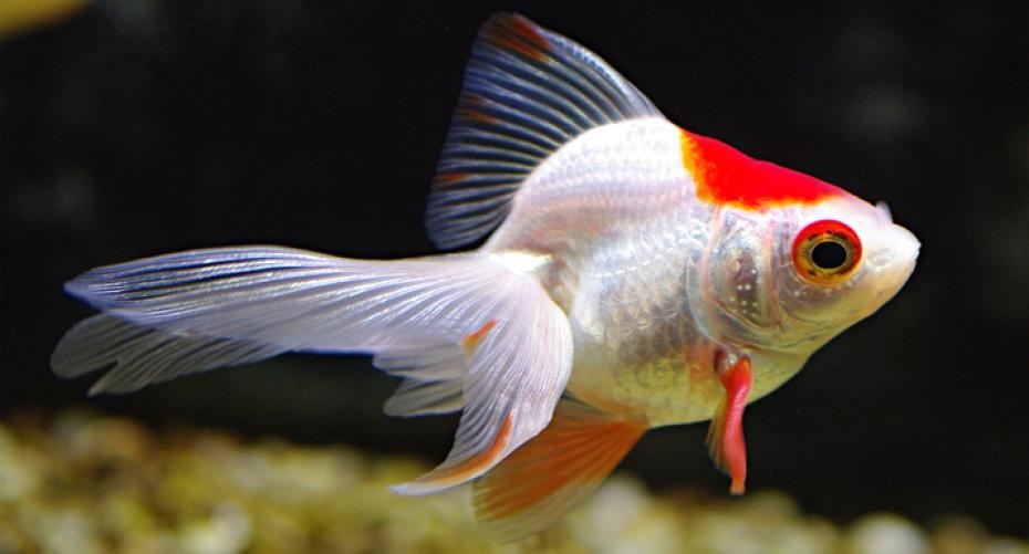 How To Look After Fancy Cold Water Goldfish