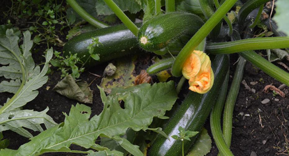 How to grow courgettes (zucchini)