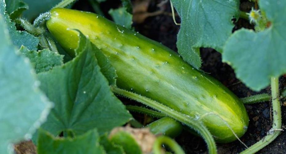 How To Sow Cucumbers Using A Heated Propagator