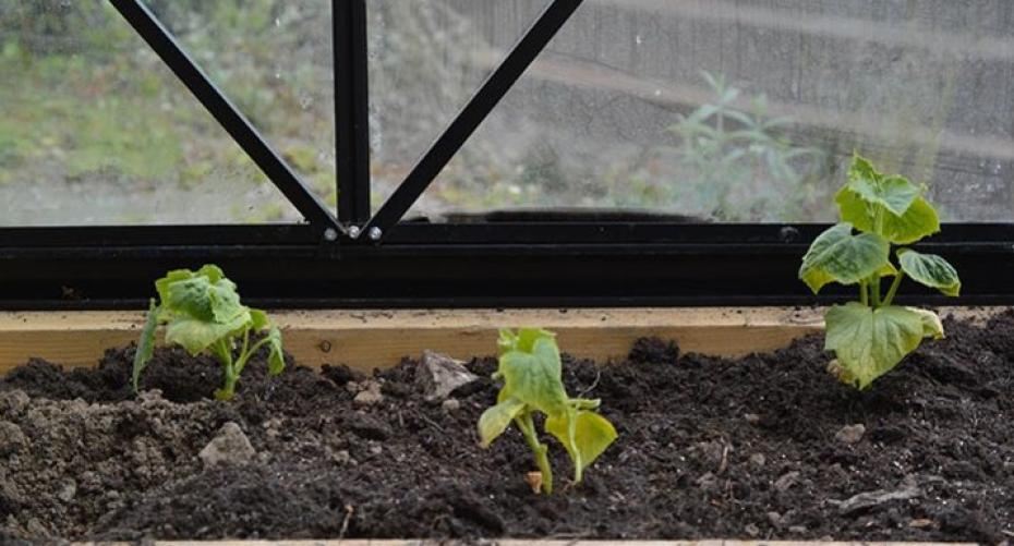 How To Support Cucumbers Growing In The Greenhouse