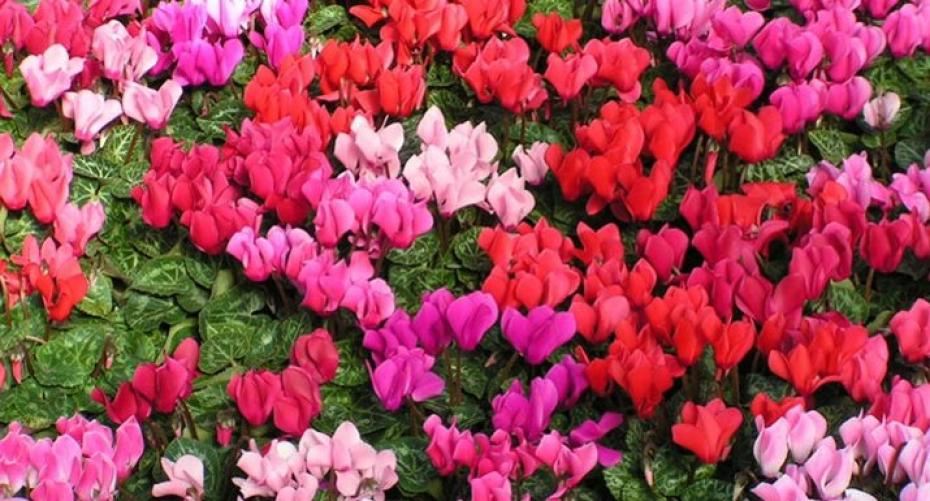 How To Grow Bedding Cyclamen In The Garden And Indoors