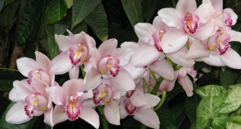 How To Care For A Cymbidium