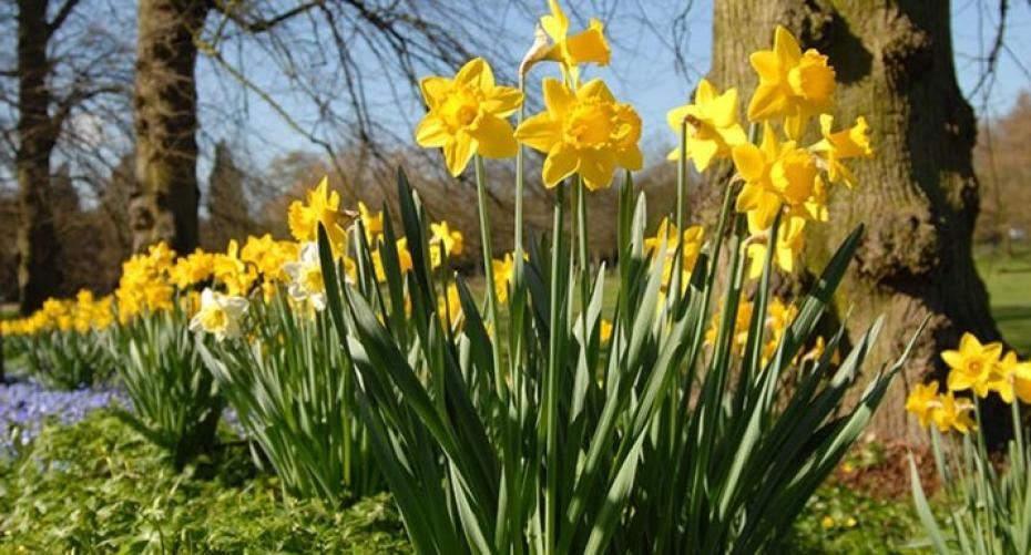 What bulbs would be best for a woodland garden?