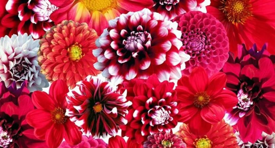Best Tips For Growing Dahlias