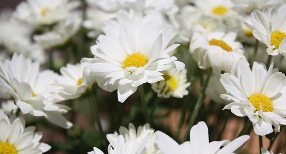 How To Grow Delightful Daisies