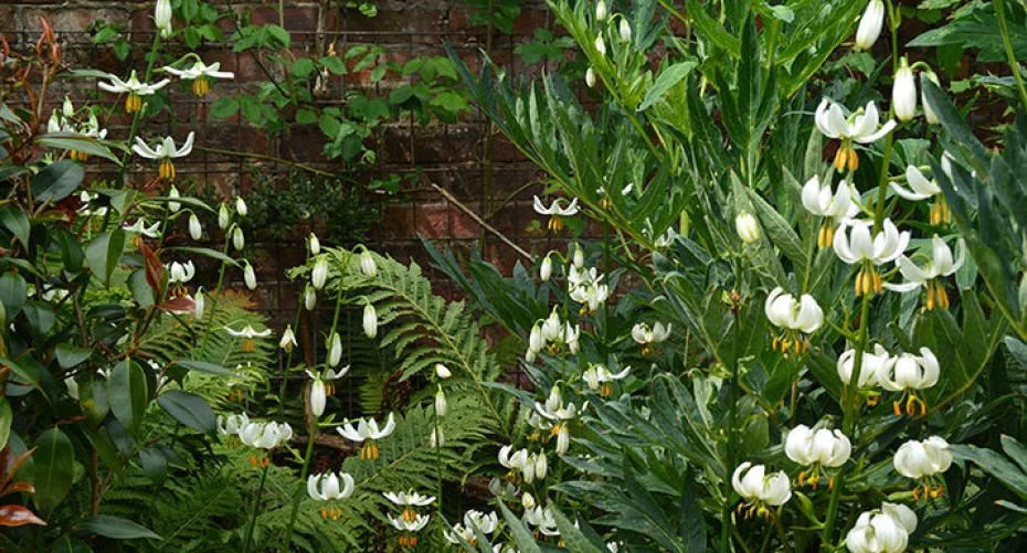 How To Plant Up A Damp, Shady Area Of The Garden