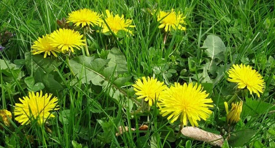 How To Get Rid Of Tough Weeds