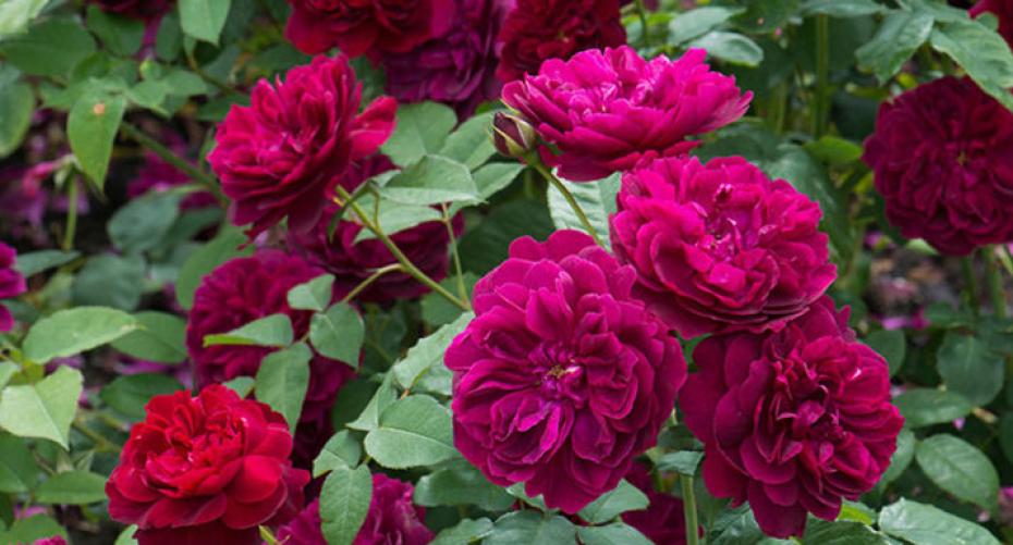 Top 5 David Austin Roses For Growing In Containers