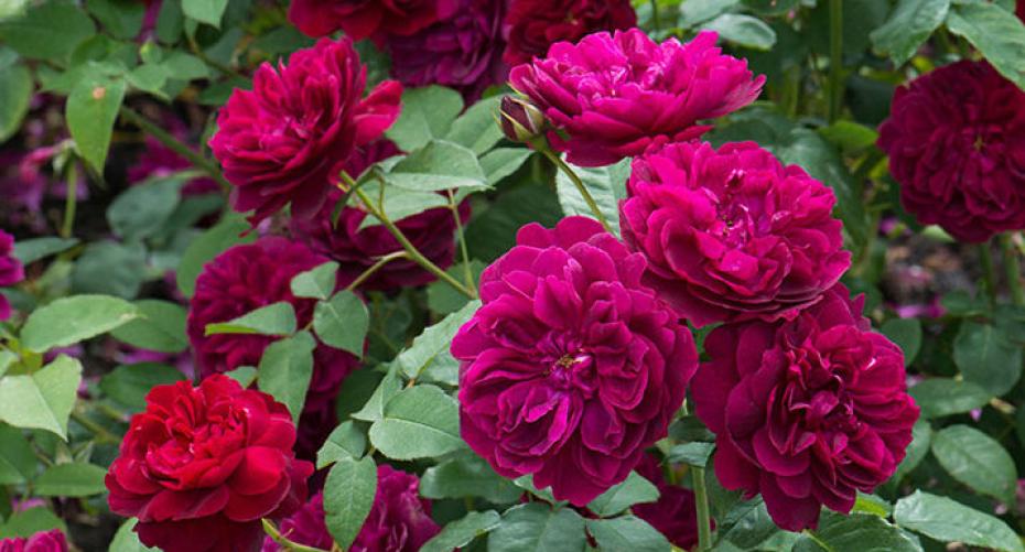Best David Austin Roses For A Small Garden