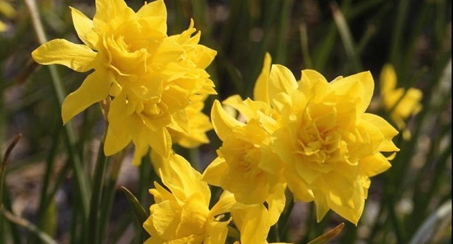 How To Grow Fragrant Daffodils