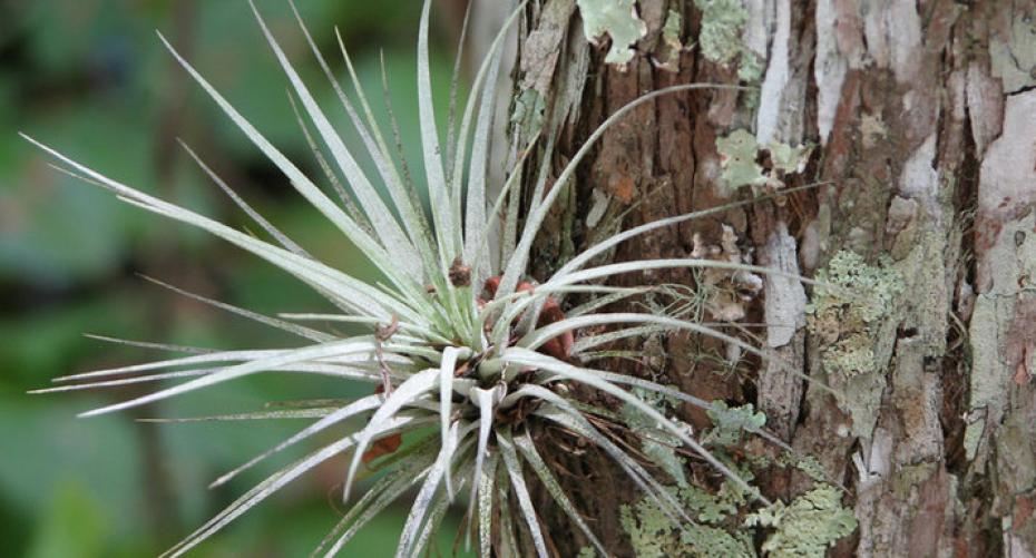 How To Look After Air Plants