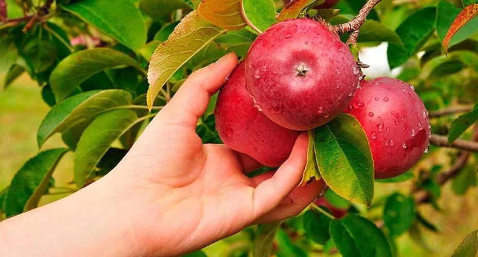 How To Grow Scrumptious Apples