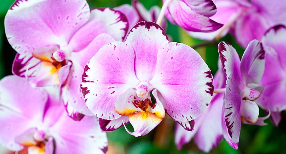 Best Tips For Caring For Your Orchids