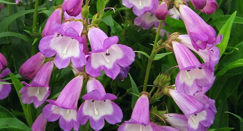 How To Have Perfect Penstemons