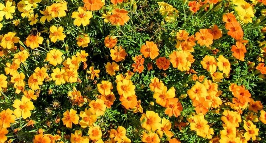 How To Sow French Marigolds For Bedding And As A Companion Plant
