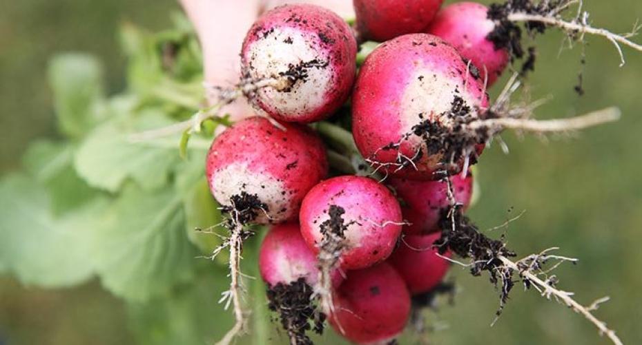 How To Grow Radish In The Ground Or A Container For A Crop Throughout Summer