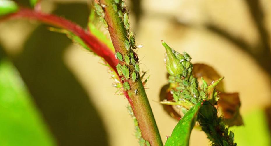 How to get rid of aphids (greenfly and blackfly)