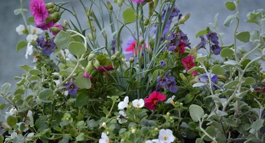 How To Plant Up A Container With Summer Bedding Plants