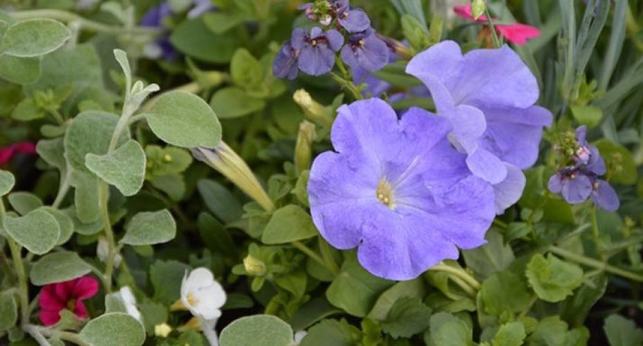 How To Keep Your Summer Bedding Plants In Hanging Baskets, Containers And Troughs Looking Good Until Autumn