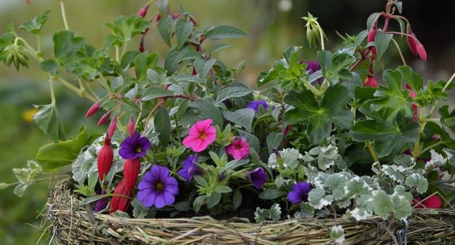 How To Plant Up A Hanging Basket With Summer Bedding Plants