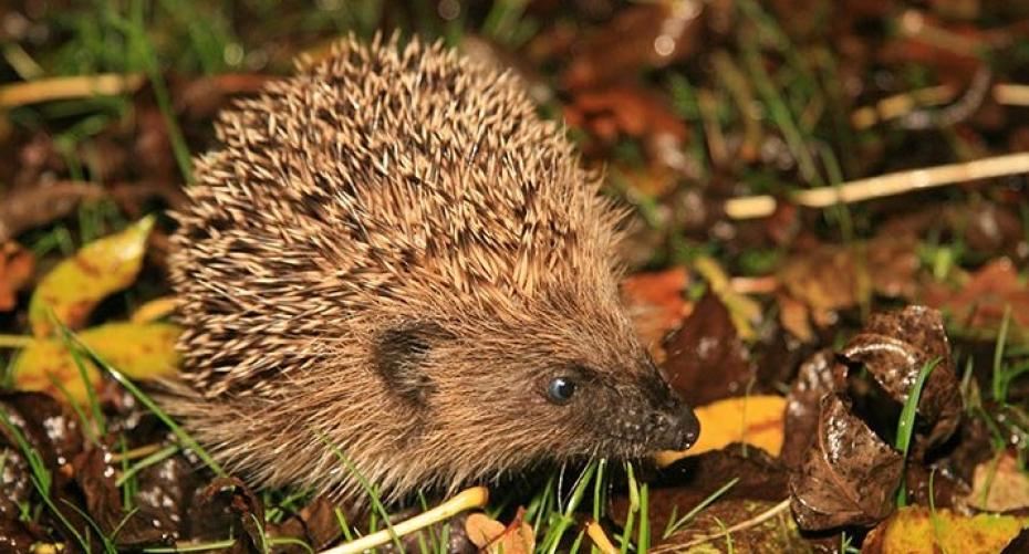 How To Help Our Hedgehogs