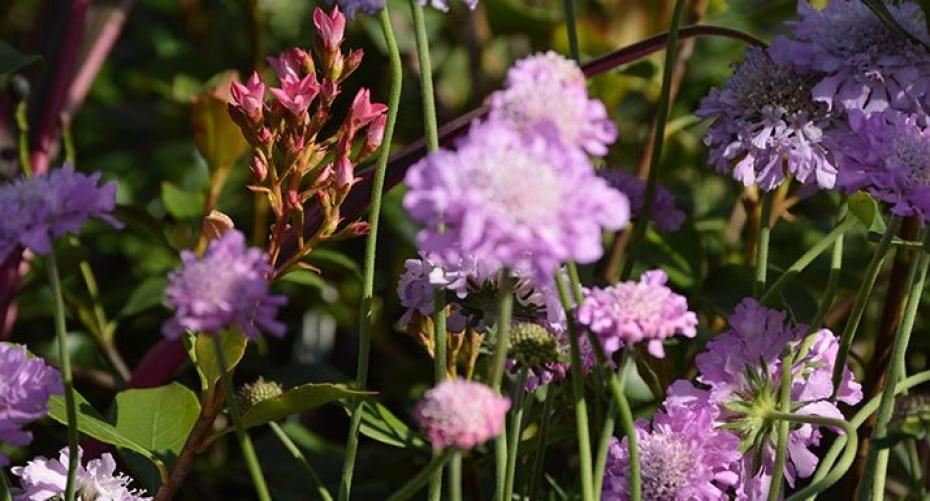 Best Tips For Growing Herbaceous Perennials