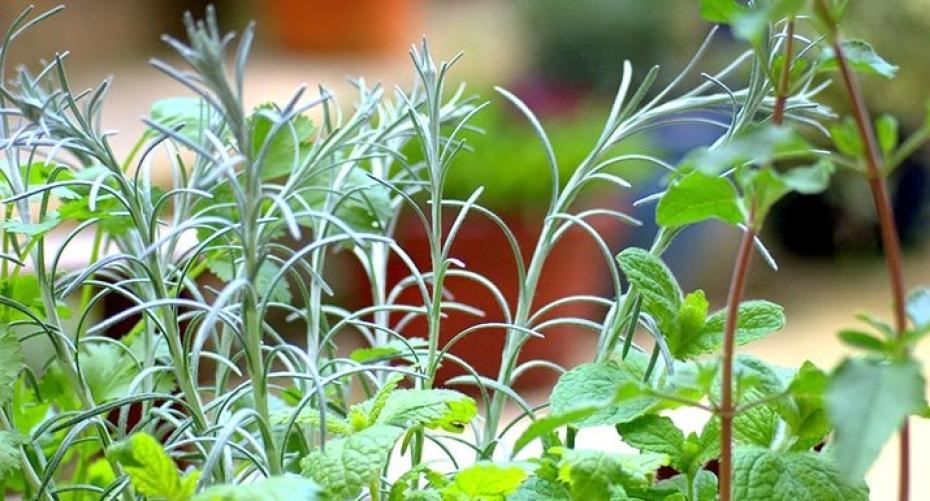 How To Revitalise Leggy Herbs