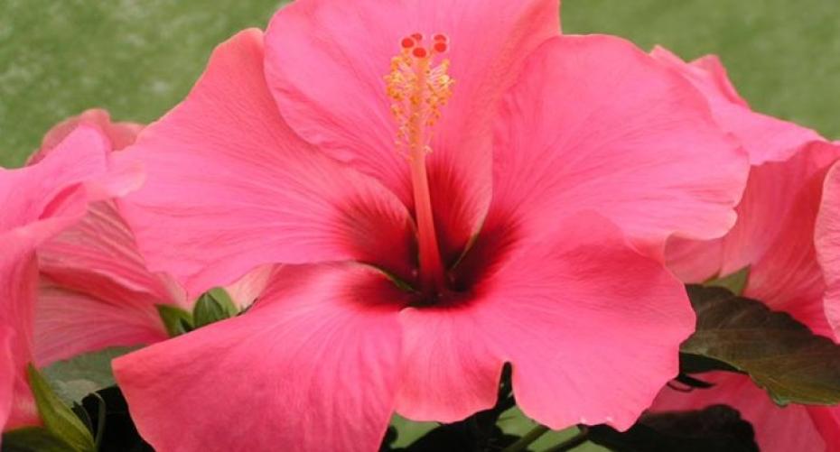 How To Grow Exotic Hibiscus