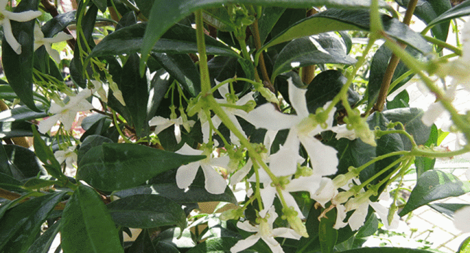 How To Grow Star Jasmine (Trachelospermum (Rhyncospermum) Jasminoides)
