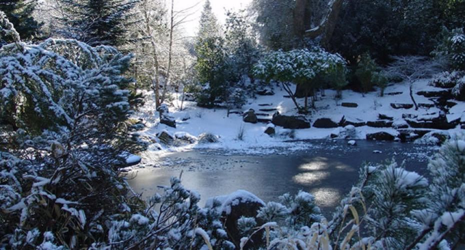 How To Look After Your Garden Pond Over Winter