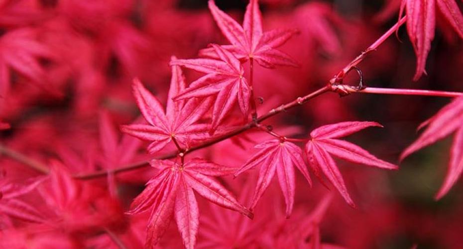 How To Take Care Of A Japanese Maple (Acer) Growing In A Container